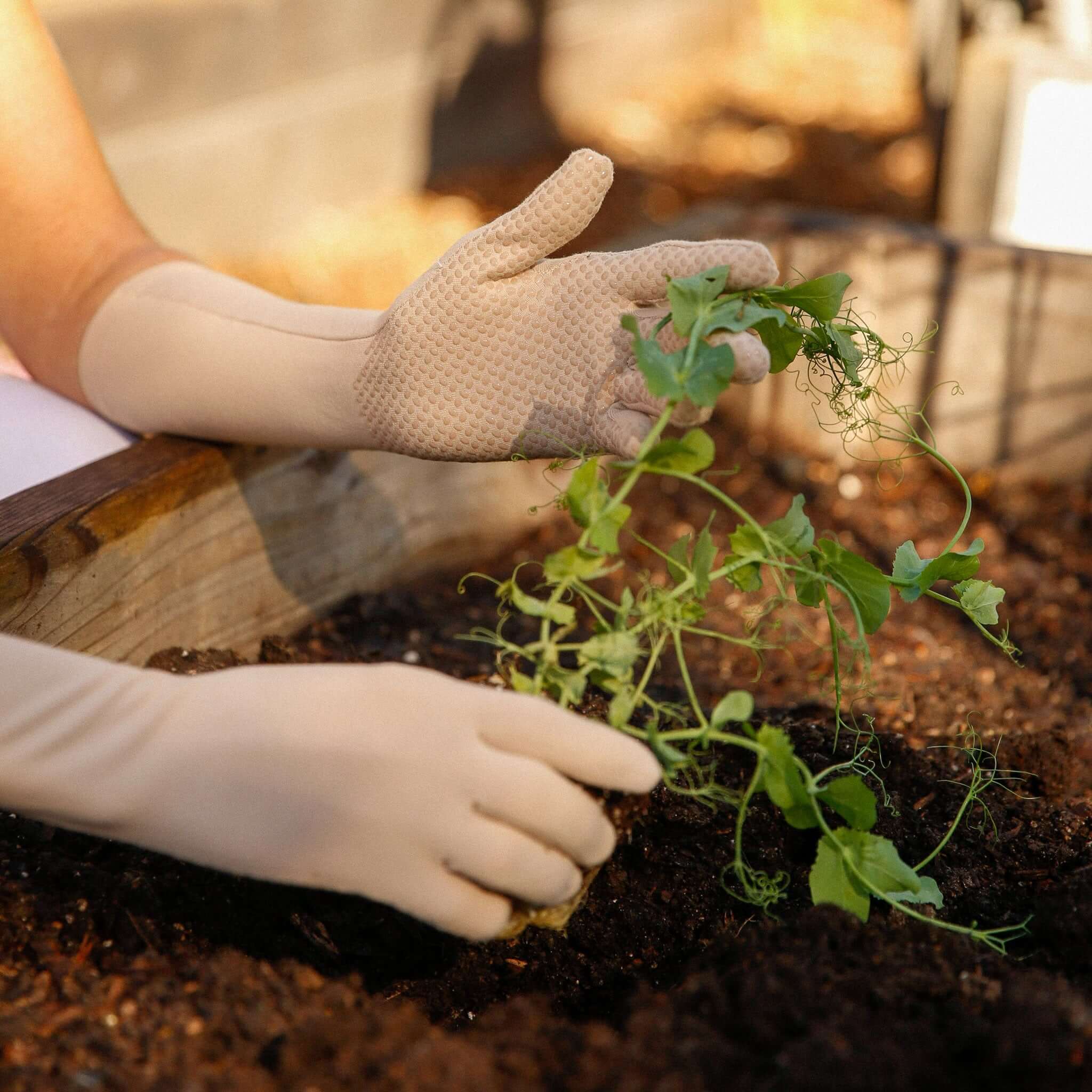 pinenut high rise gloves