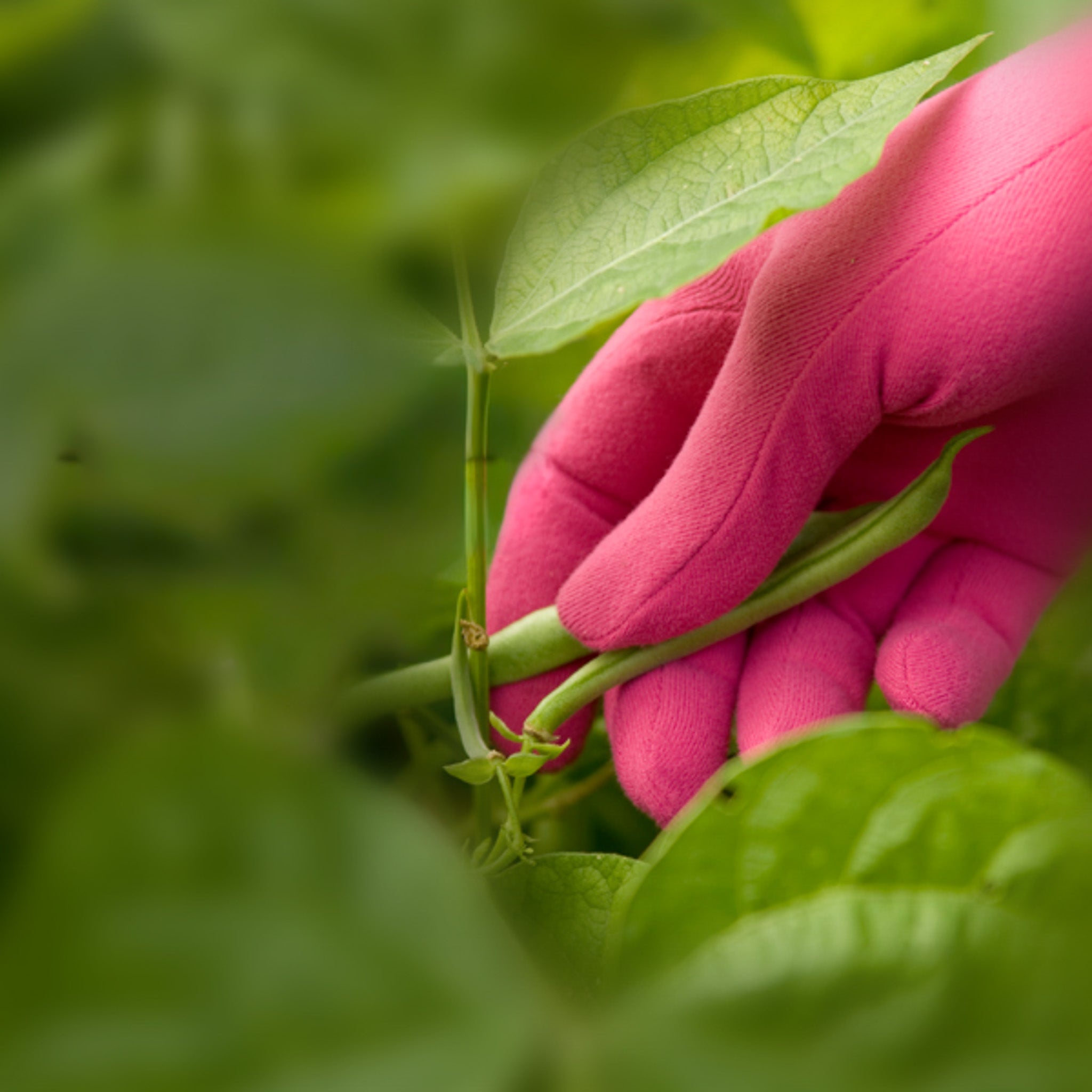 Hand wearing a pink glove holding a green bean amidst green leaves
