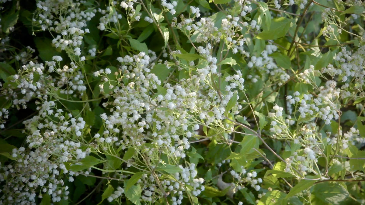 load video: white flowers