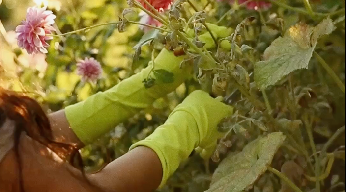 load video: video of woman in long green gardening gloves, picking dahlias
